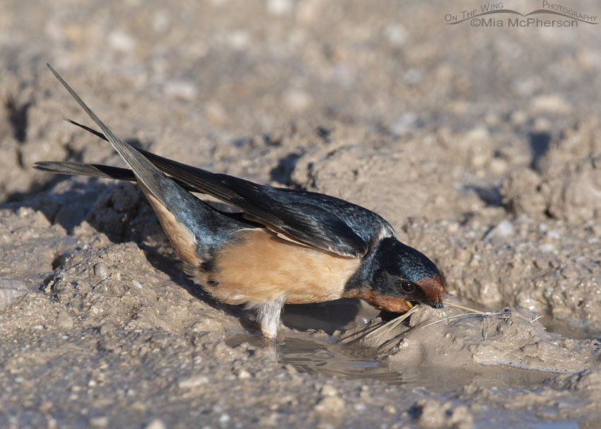 Barn Swallow with a beak full of nesting materials, Antelope Island State Park, Davis County, Utah