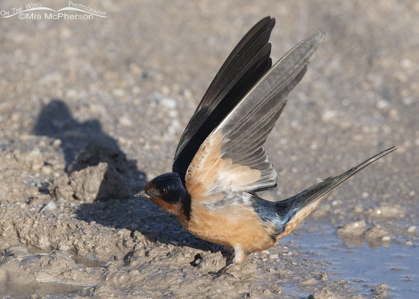 Barn Swallow with its wings up, Antelope Island State Park, Davis County, Utah