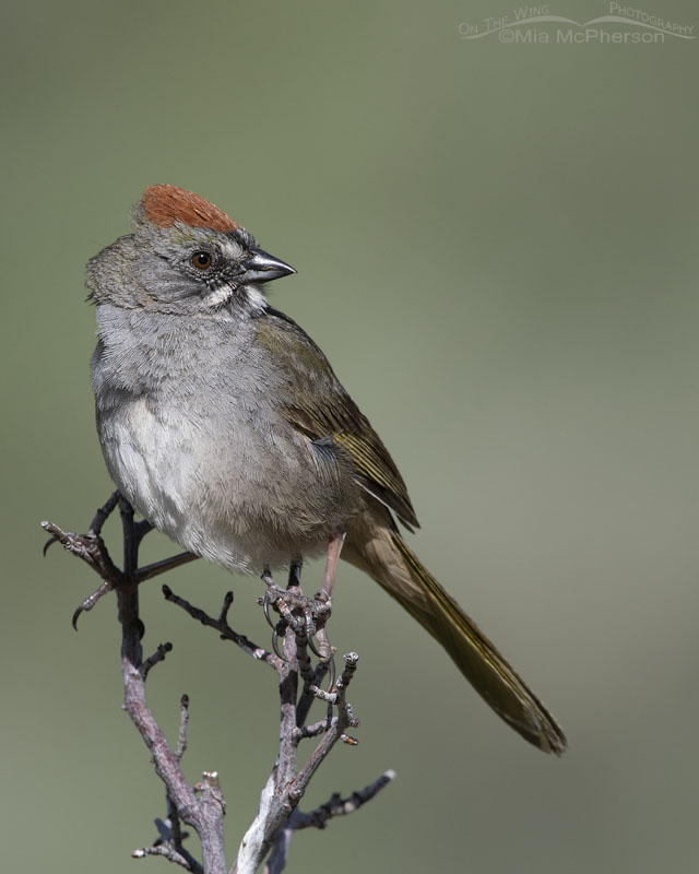Green Tailed Towhee In A Mountain Canyon On The Wing Photography