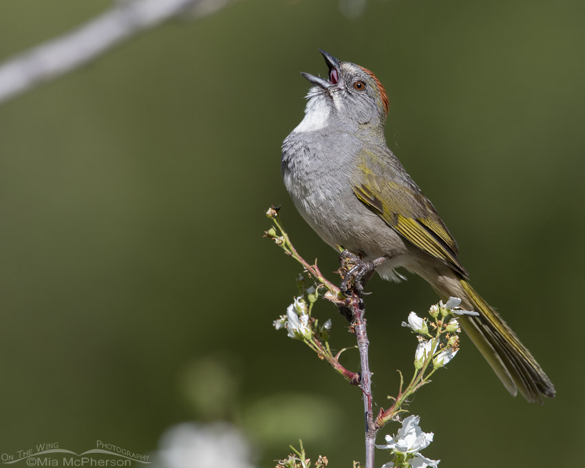 Male Green-tailed Towhee singing on a May morning, Little Emigration Canyon, Summit County, Utah