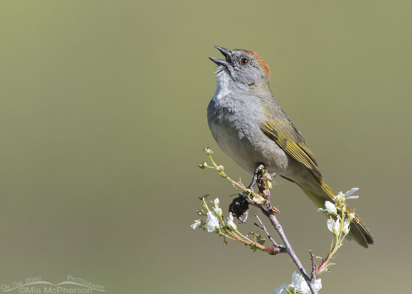 Green-tailed Towhee singing on a flowering branch, Wasatch Mountains, Summit County, Utah