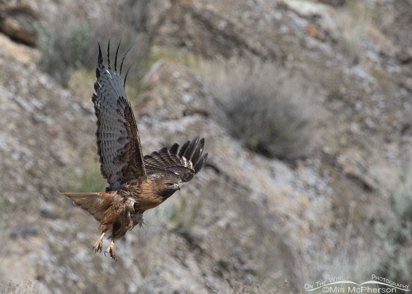 Beautiful Red-tailed Hawk obtaining flight, Box Elder County, Utah