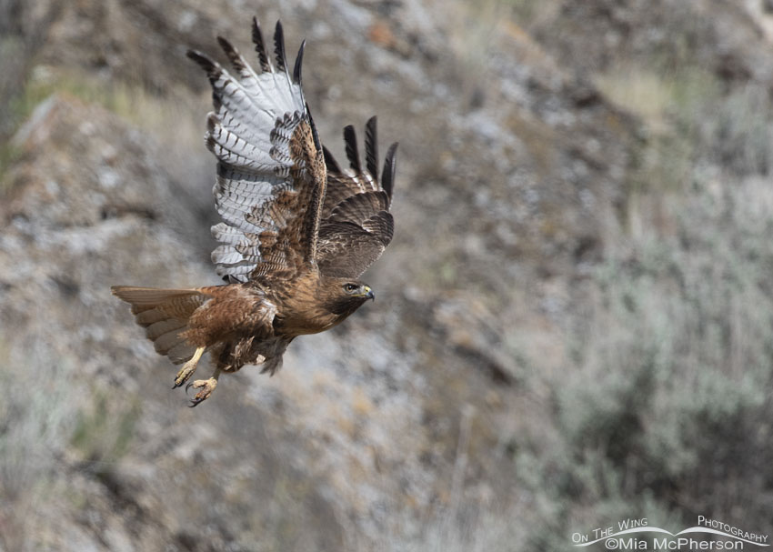Big Red - Red-tailed Hawk in flight, Box Elder County, Utah