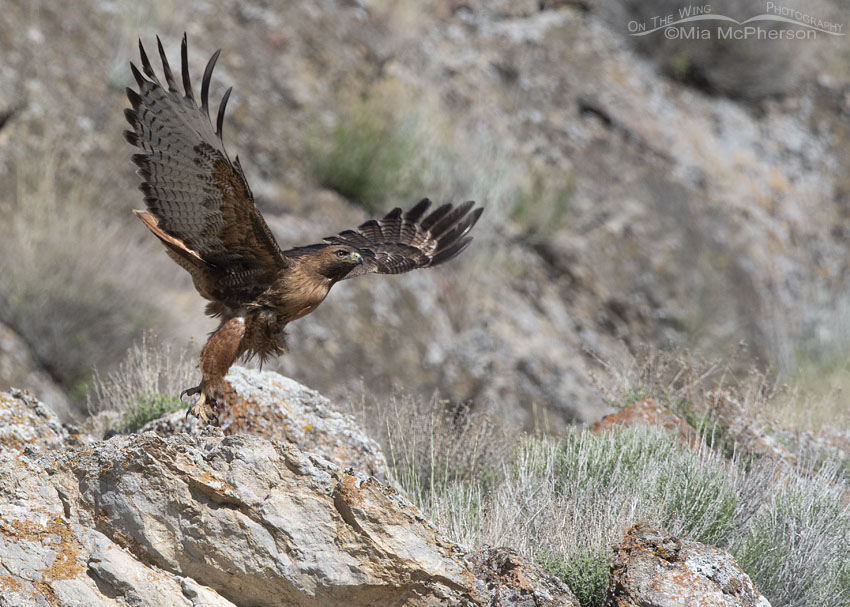 Big Red-tailed Hawk lifting off, Box Elder County, Utah