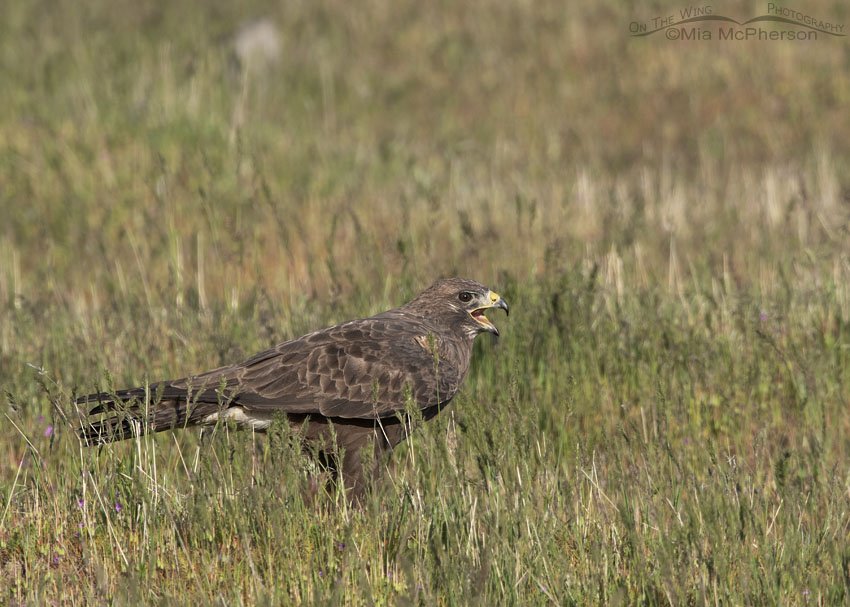 Female dark morph Swainson's Hawk calling in grasses, Box Elder County, Utah