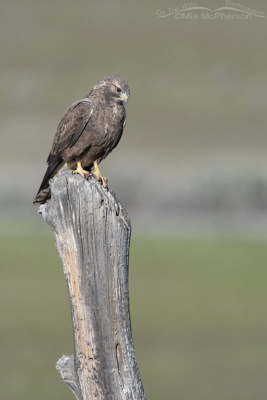 Sub-adult dark morph Swainson's Hawk from a distance, Box Elder County, Utah