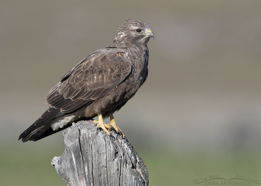 Side view of a sub-adult dark morph Swainson's Hawk, Box Elder County, Utah