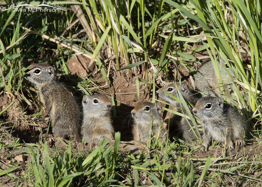 Six Uinta Ground Squirrel babies at their burrow, Little Emigration Canyon, Summit County, Utah