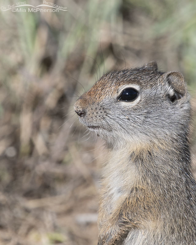 Standing baby Uinta Ground Squirrel close up, Little Emigration Canyon, Summit County, Utah