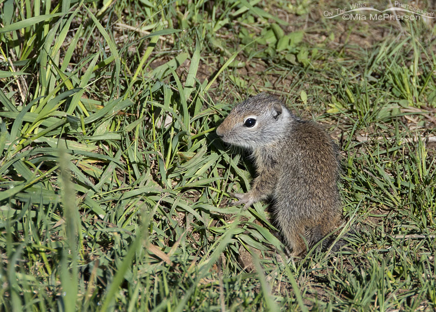 Baby Uinta Ground Squirrel near its burrow, Little Emigration Canyon, Summit County, Utah
