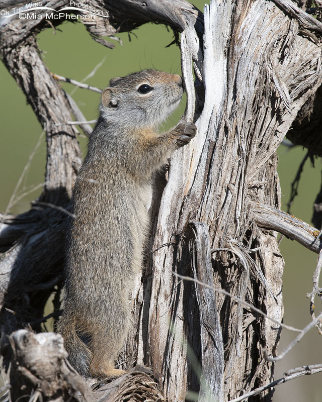 Young Uinta Ground Squirrel standing on a stump, Little Emigration Canyon, Summit County, Utah