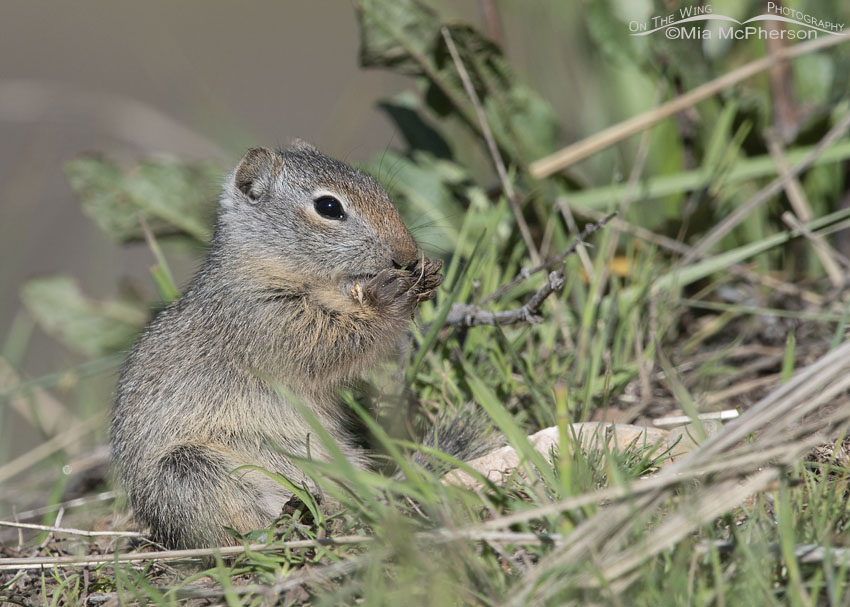 Young Uinta Ground Squirrel eating while sitting, Little Emigration Canyon, Summit County, Utah