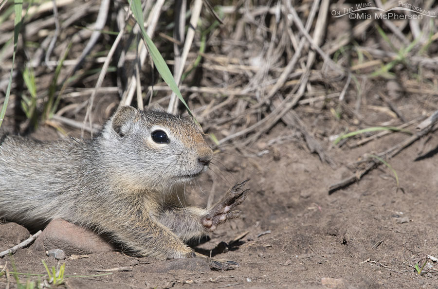 Young Uinta Ground Squirrel stretching out on the ground, Little Emigration Canyon, Summit County, Utah
