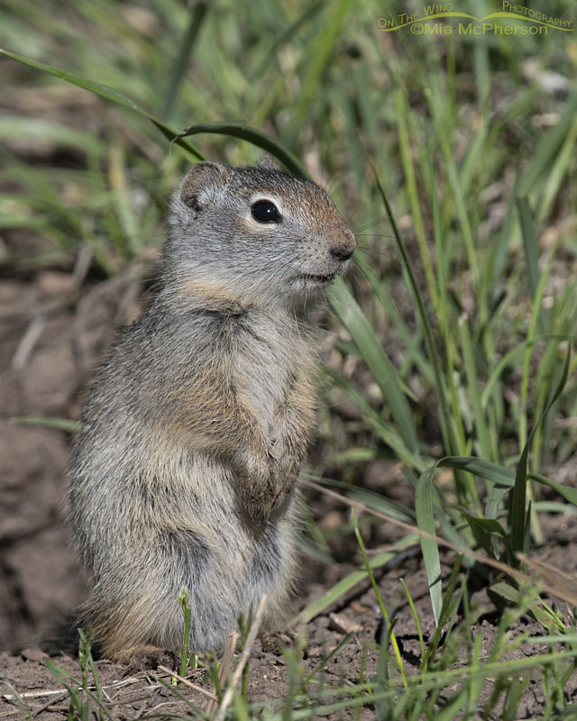 Baby Uinta Ground Squirrel standing next to its burrow, Little Emigration Canyon, Summit County, Utah