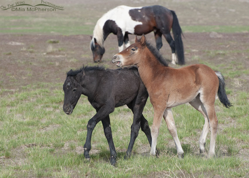 Young Wild horses playing, West Desert, Tooele County, Utah