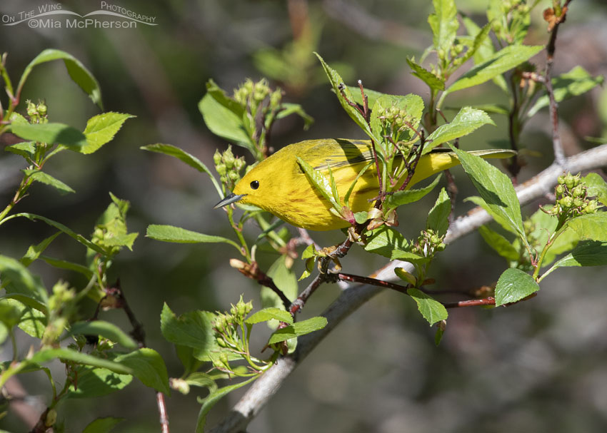 Male Yellow Warbler foraging, Summit County, Utah