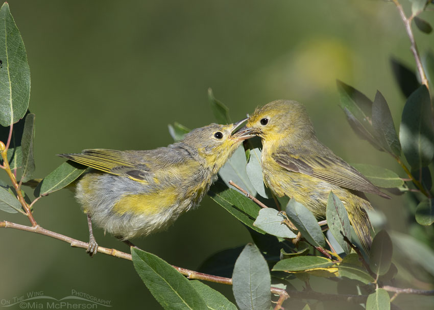 Female Yellow Warbler feeding her young, Little Emigration Canyon, Morgan County, Utah