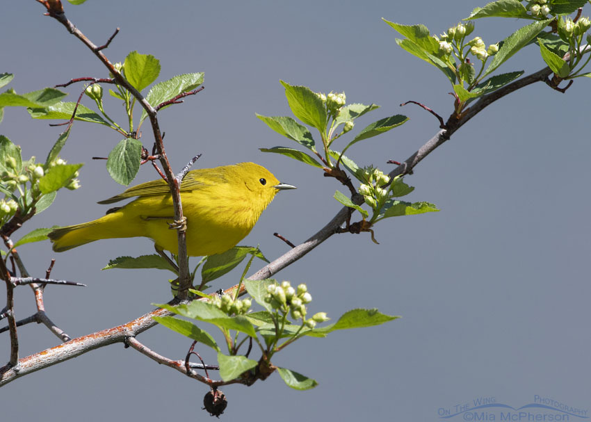 Yellow Warbler perched on a flowering, thorny tree, East Canyon, Morgan County, Utah