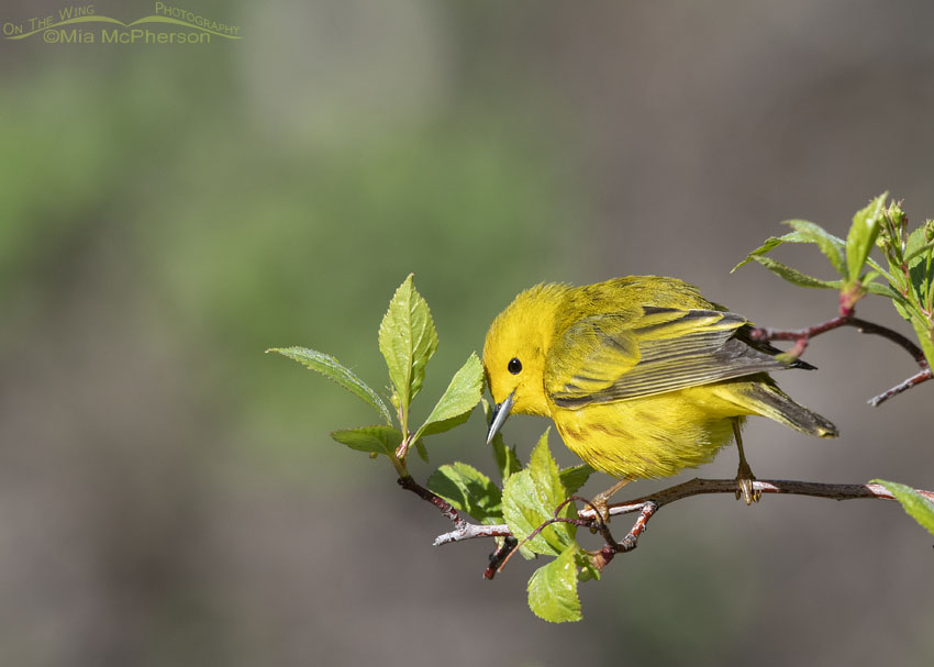 Foraging male Yellow Warbler, Little Emigration Canyon, Summit County, Utah