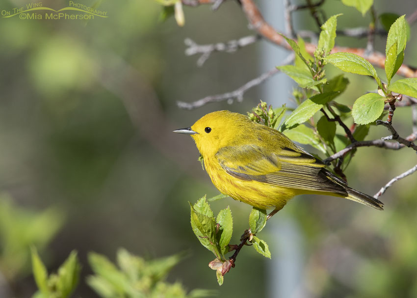 Lil bit of sunshine - Perched Yellow Warbler, Little Emigration Canyon, Summit County, Utah
