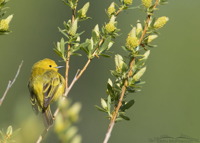 Yellow Warbler in Willows, Summit County, Utah