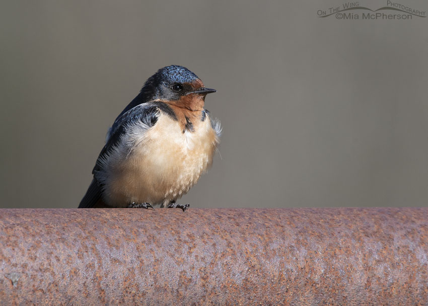 Adult Barn Swallow taking a break on a rusty gate rail, Little Emigration Canyon, Summit County, Utah