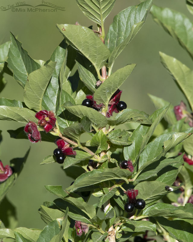 Black Twinberry showing the berries, Little Emigration Canyon, Summit County, Utah