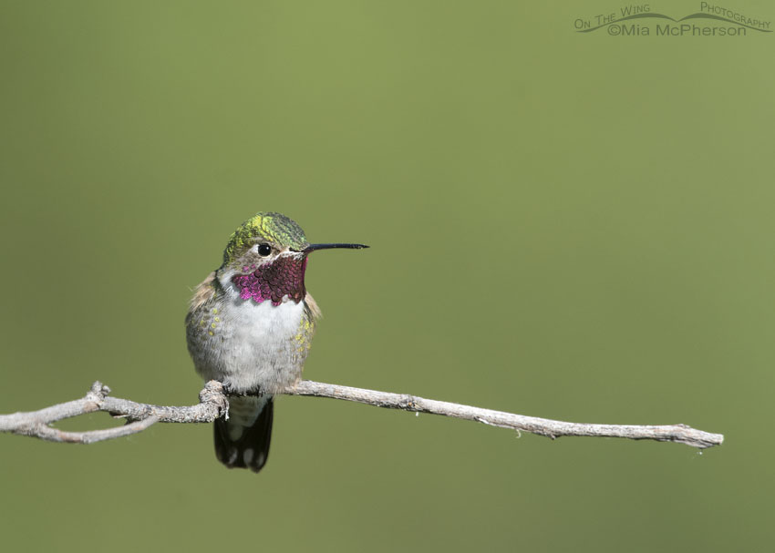 Male Broad-tailed Hummingbird on his favorite perch, Little Emigration Canyon, Morgan County, Utah