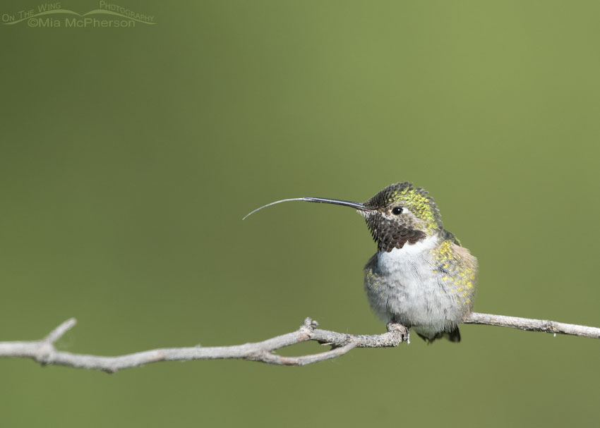 Broad-tailed Hummingbird male sticking out his tongue, Little Emigration Canyon, Morgan County, Utah