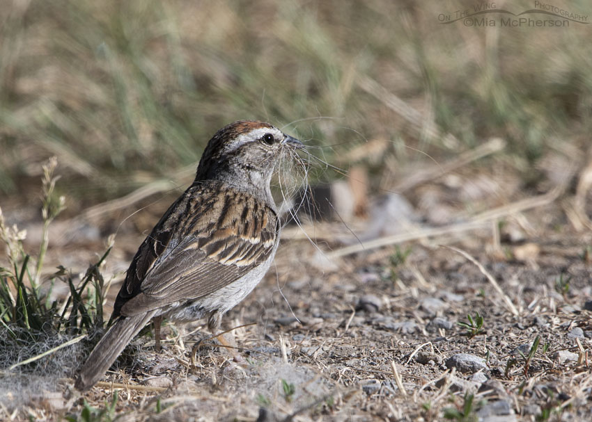 Chipping Sparrow collecting nesting materials, Wasatch Mountains, Summit County, Utah