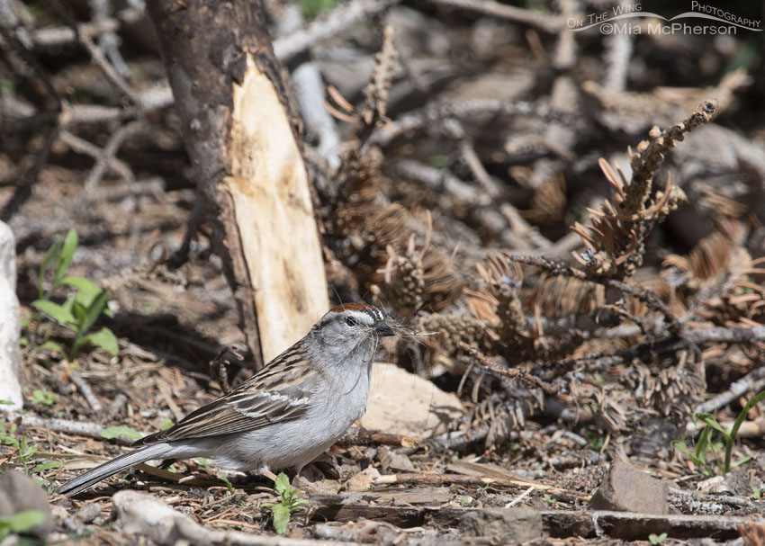 Chipping Sparrow with nesting material on the forest floor, Uinta Wasatch Cache National Forest, Summit County, Utah