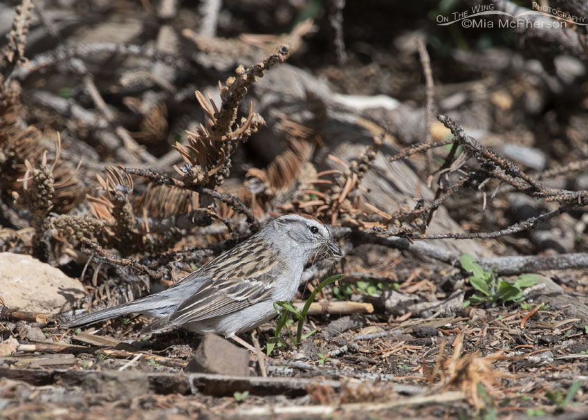 Chipping Sparrow with nesting materials, Uinta Wasatch Cache National Forest, Summit County, Utah