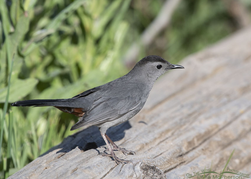Gray Catbird on a log, Wasatch Mountains, Summit County, Utah