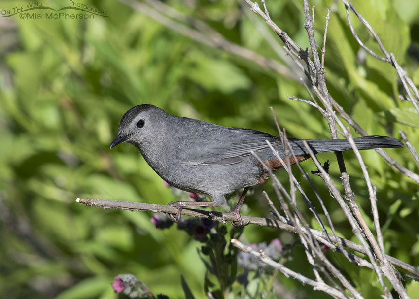 Gray Catbird perched on a twig, Wasatch Mountains, Summit County, Utah