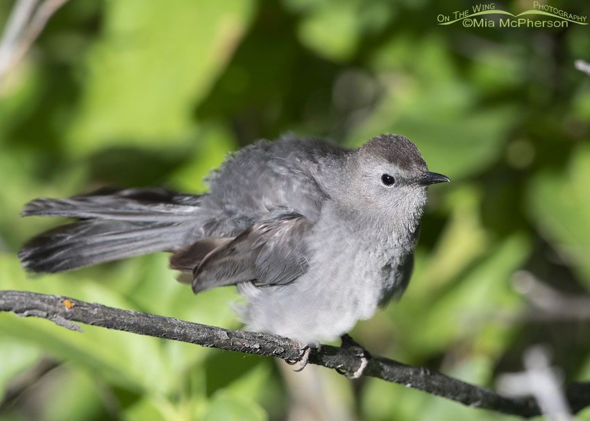 Gray Catbird shaking its feathers, Little Emigration Canyon, Summit County, Utah