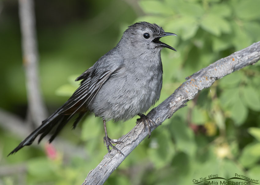 Singing Gray Catbird after it bathed, Little Emigration Canyon, Summit County, Utah
