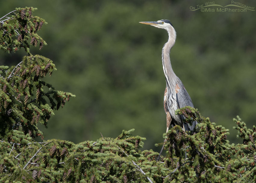 Great Blue Heron on a spruce tree, Wasatch Mountains, Summit County, Utah
