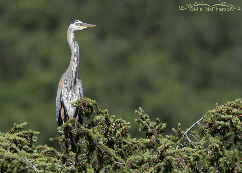 High elevation Great Blue Heron, Wasatch Mountains, Summit County, Utah