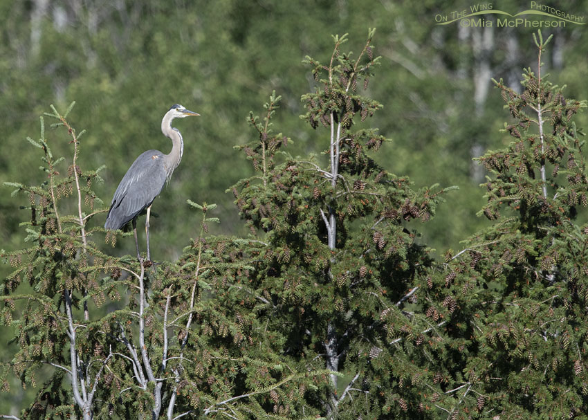 Great Blue Heron perched in top of a spruce tree, Little Emigration Canyon, Summit County, Utah
