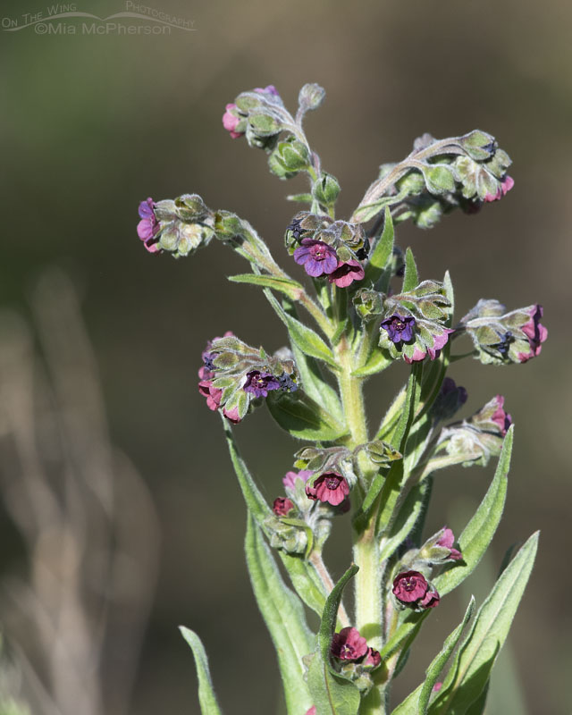 Cynoglossum officinale - Hound's Tongue, Little Emigration Canyon, Summit County, Utah