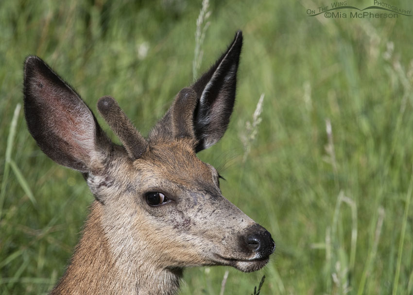 Young Mule Deer buck in the willows, Wasatch Mountains, Summit County, Utah