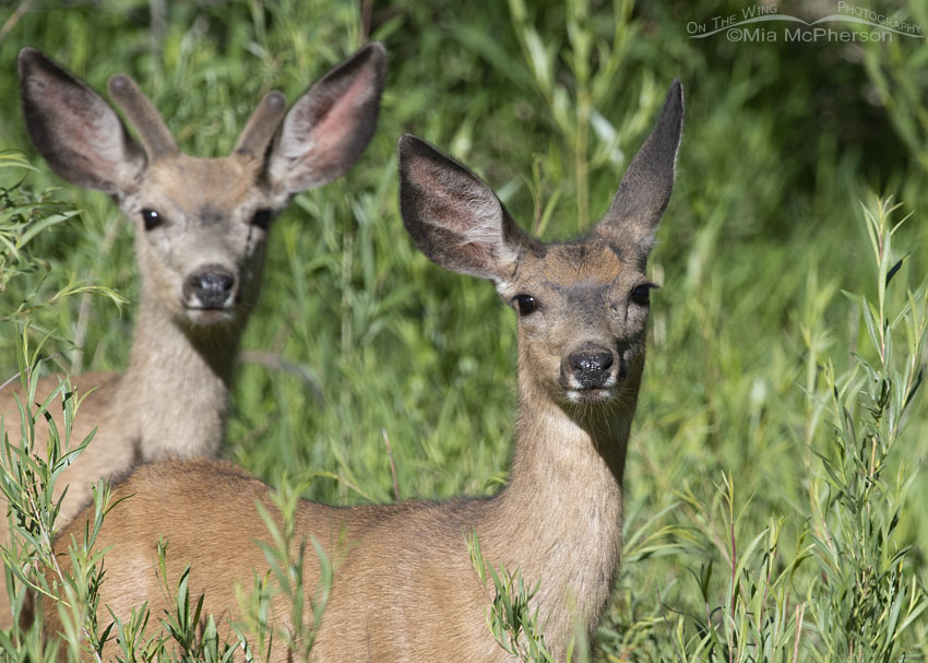 Pair of Mule Deer in willows, Little Emigration Canyon, Summit County, Utah