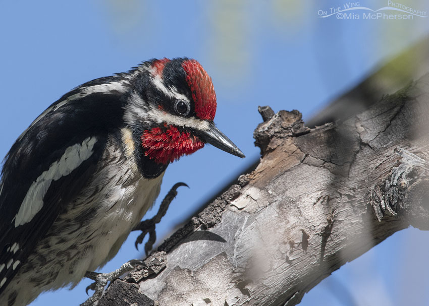 Red-naped Sapsucker male close up, Uinta National Forest, Summit County, Utah