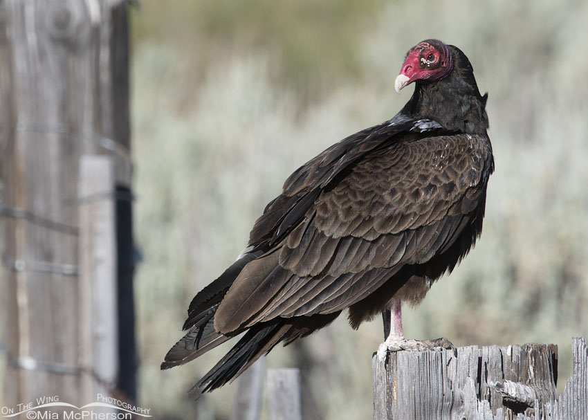 Turkey Vulture over the shoulder look on a June morning, Box Elder County, Utah