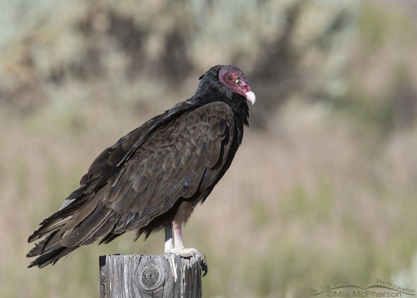 Adult Turkey Vulture on a poop stained fence post, Box Elder County, Utah