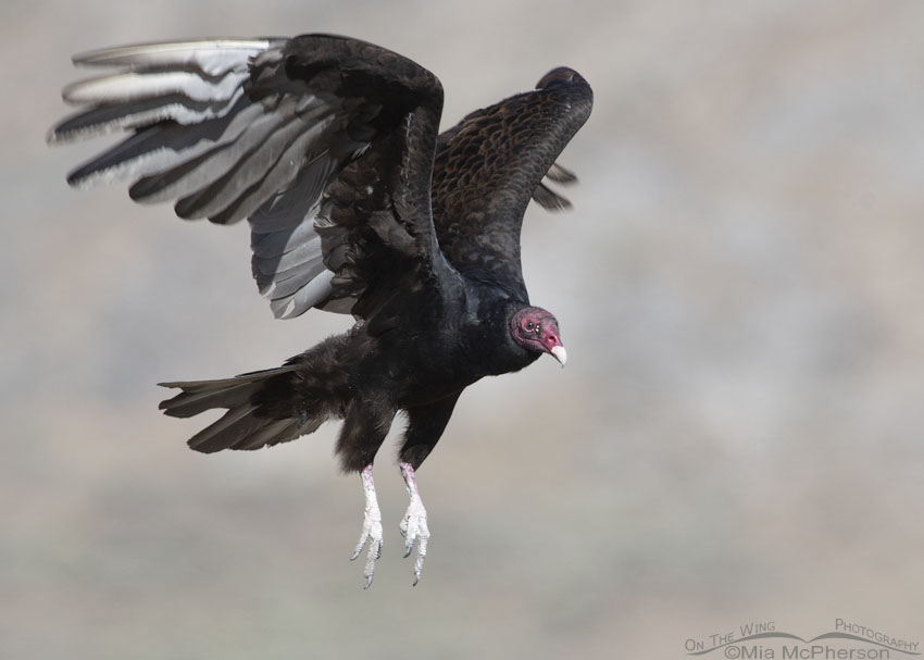 Turkey Vulture with pooh covered feet and legs, Box Elder County, Utah