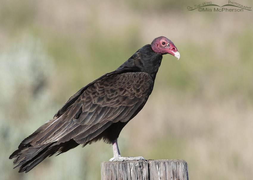 Alert Turkey Vulture on a square wooden post, Box Elder County, Utah