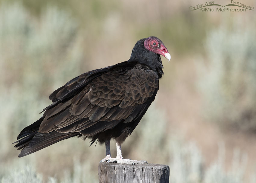 Turkey Vulture in front of a sage covered hillside, Box Elder County, Utah