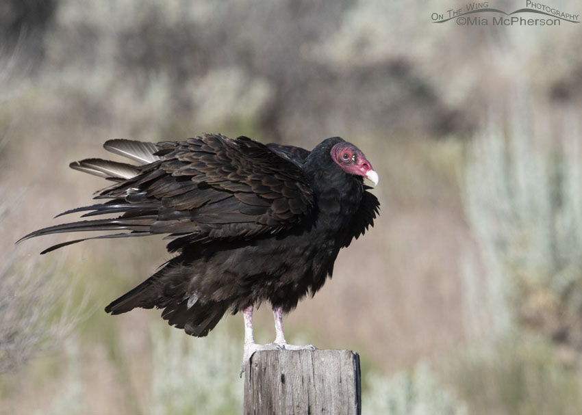 Turkey Vulture shaking its feathers on a fence post, Box Elder County, Utah