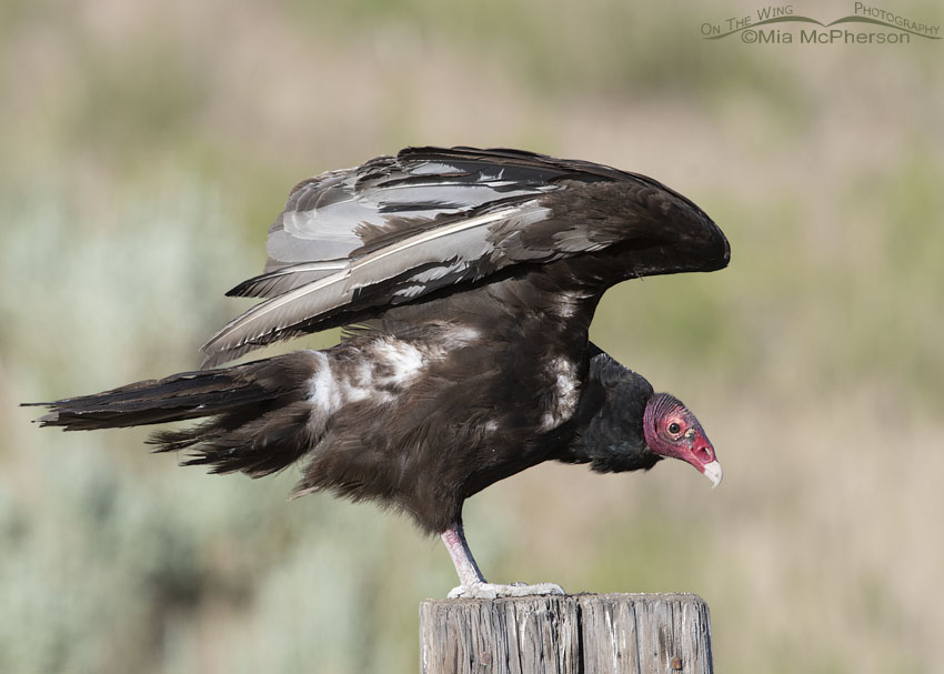 odd-looking-turkey-vulture-with-white-feathers-on-the-wing-photography